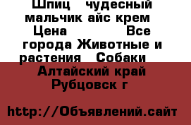 Шпиц - чудесный мальчик айс-крем › Цена ­ 20 000 - Все города Животные и растения » Собаки   . Алтайский край,Рубцовск г.